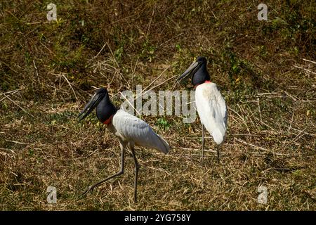 Tuiuiu, der Vogel, galt als Symbol des Pantanal, wie von der Transpantaneira Straße, Pantanal von Mato Grosso, Brasilien Stockfoto