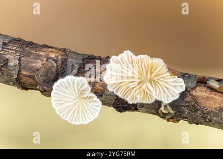 Haarige Austernpilze, Resupinatus trichotis, Felbrigg, Norfolk, Vereinigtes Königreich, 4. November 2024 Stockfoto