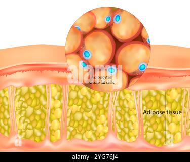 Fettgewebe. Die weißen Fettzellen der Adipozyten. Stock Vektor