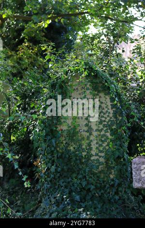 Highland Road Cemetery, Southsea, Portsmouth, Hampshire, England. 17. Oktober 2024. Ein isolierter Grabstein, Farbe, bedeckt mit schleichendem Efeu. Stockfoto