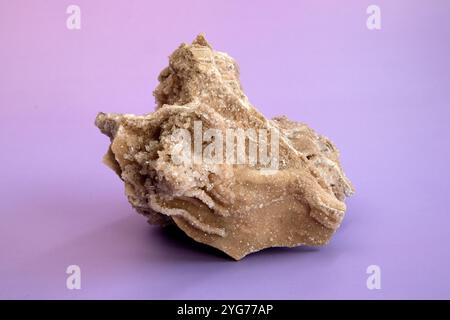 Alte alte versteinerte Holz, Ausgrabung, Mineralien, als schöner Hintergrund Nahaufnahme Vorderansicht schmale Fokuslinie, geringe Tiefenschärfe Makro Stockfoto