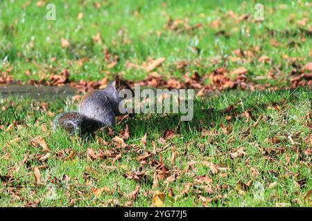 Highland Road Cemetery, Southsea, Portsmouth, Hampshire, England. 17. Oktober 2024. Ein graues Eichhörnchen, das auf der Jagd nach Nahrung inne hält. Stockfoto