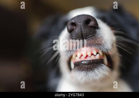 Gefährlicher wütender Hund. Aggressiver Welpen mit Collie und Zähnen, die aggressiv gefährlich aussehen. Wächter knurrender gruseliger Hund bereit für Angriff. Mit Tollwut infiziertes Haustier. Stockfoto