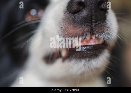 Gefährlicher wütender Hund. Aggressiver Welpen mit Collie und Zähnen, die aggressiv gefährlich aussehen. Wächter knurrender gruseliger Hund bereit für Angriff. Mit Tollwut infiziertes Haustier. Stockfoto