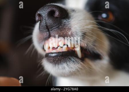 Gefährlicher wütender Hund. Aggressiver Welpen mit Collie und Zähnen, die aggressiv gefährlich aussehen. Wächter knurrender gruseliger Hund bereit für Angriff. Mit Tollwut infiziertes Haustier. Stockfoto