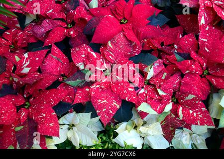 Rote und weiße Poinsettien, Euphorbia pulcherrima Stockfoto