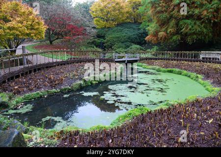 Schilfbeet und Weidenzaun im Herbst Stockfoto