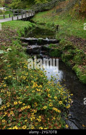 Helianthus Stockfoto