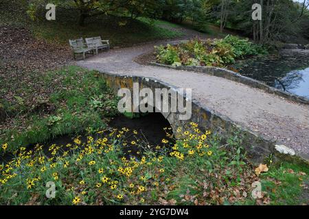 Helianthus Stockfoto