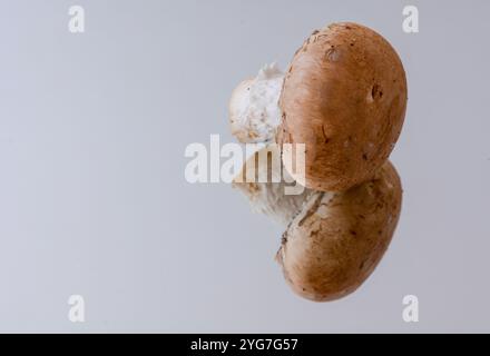 Konzeptfoto brauner Pilze isoliert auf neutralem Hintergrund mit Textraum Stockfoto