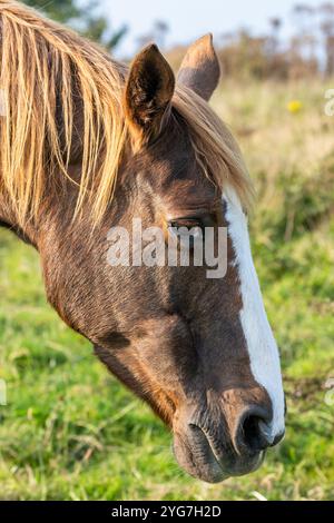 Altes weibliches irisches Zugpferd, das auf einem Feld weidet. Stockfoto