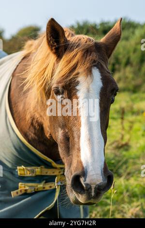 Altes weibliches irisches Zugpferd, das auf einem Feld weidet. Stockfoto