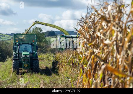 Walsh Agri Services erntet Mais für den in Bauravilla ansässigen Milchbauern Stephen Beamish mit einem John Deere 9600 Mähdrescher. Stockfoto