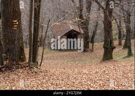 Alte verlassene Hütte in einem Kastanienwald in den Seealpen bei Cuneo, Piemont (Italien) Stockfoto