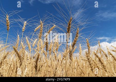 Im Detail sehen Sie, welche Samenköpfe in einem Weizenfeld in Idaho stehen Stockfoto