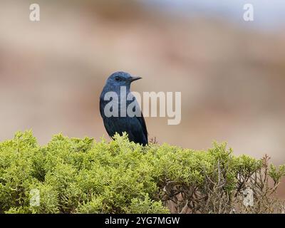 Ein männlicher blauer Felsendrossel, Monticola solitarius, der auf einem Busch thront. Stockfoto