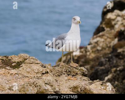 Eine erwachsene Möwe mit gelbbeinigen Beinen, Larus michahellis, auf Felsen. Stockfoto