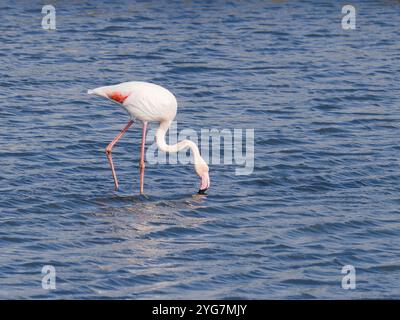 Ein großer Flamingo, Phoenicopterus roseus, waten in einer flachen Lagune. Stockfoto