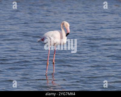 Ein großer Flamingo, Phoenicopterus roseus, waten in einer flachen Lagune. Stockfoto