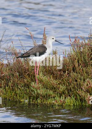 Eine schwarzgeflügelte Stelze, Himantopus himantopus. Stockfoto