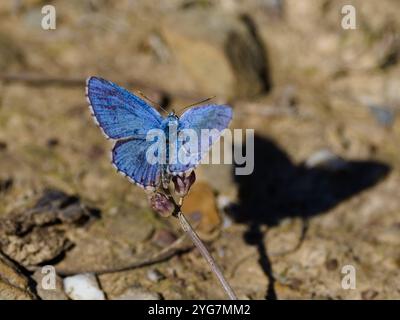 Ein blauer adonis-Schmetterling, Lysandra bellargus, auch bekannt als Polyommatus bellargus. Stockfoto