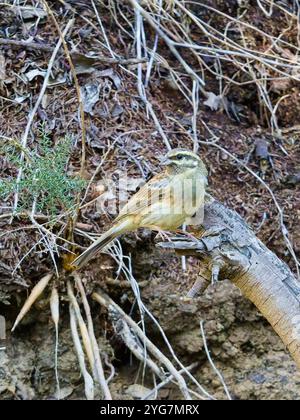 Ein hoch sitzender Kreishaufen, Emberiza cirlus. Stockfoto