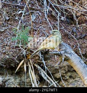 Ein hoch sitzender Kreishaufen, Emberiza cirlus. Stockfoto