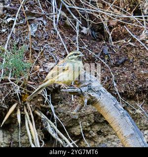 Ein hoch sitzender Kreishaufen, Emberiza cirlus. Stockfoto