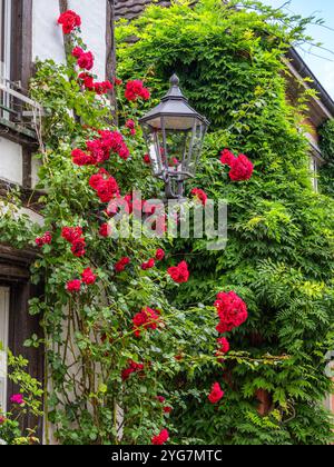 Eine bezaubernde Straßenszene mit einem Vintage-Lampenpfosten, der mit leuchtenden roten Rosen verschlungen ist. Die Kulisse umfasst eine üppig grüne Wand aus Efeu, die ein pict-bild erzeugt Stockfoto