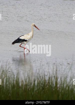 Ein Weißstorch, Ciconia ciconia, weht in einer flachen Lagune. Stockfoto