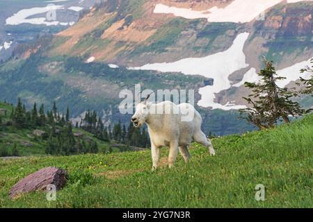 Felsige Bergziege oder Oreamnos americanus mit offenem Mund auf einer Wiese im Glacier National Park Montana Stockfoto