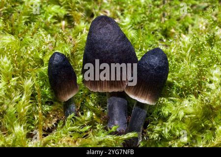 Mycena galopus var. nigra (Black Melking Bonnet) kommt im Wald vor. Die Sorte nigra hat eine dunkelgraue Kappe, während die Sorte Candida weiß ist. Stockfoto