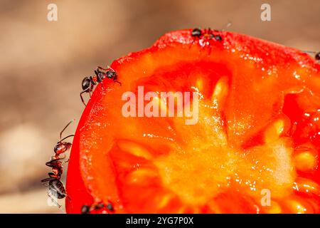 Makrobild einer Tomate, die in zwei Hälften geschnitten und auf einem Ameisenhaufen abgebildet ist, wo sie alles bekommen, was sie von dieser Tomate wollen, die Tomate ist sehr süß und Stockfoto