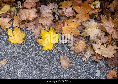 Bunte Herbstblätter liegen auf dem Ashpahlt, Laub im Herbst. // 05.11.2024: Stuttgart, Baden-Württemberg, Deutschland *** bunte Herbstblätter liegen Stockfoto