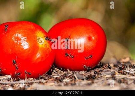 Schwarze Tischlerei Ameise, die ein Stück Tomate trägt und sich auf dem Kies in st. Katharina im Sinai in Ägypten bewegt Stockfoto