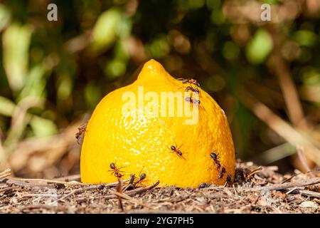 Makrobild einer Ameisengruppe, die von einer Zitrone isst, die auf ihre Ameisenkolonie fiel, genannt Ameisenhügel. Die Ameisen sind Makrofotographien und sehr Stockfoto