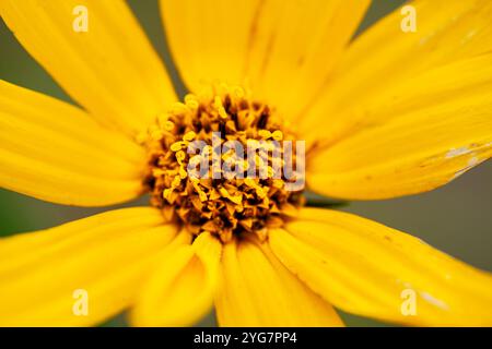 Nahaufnahme mit komplizierten Details und leuchtenden Farbtönen eines gelben Blütenkerns. Ideal für botanische Themen und florale Hintergründe. Stockfoto