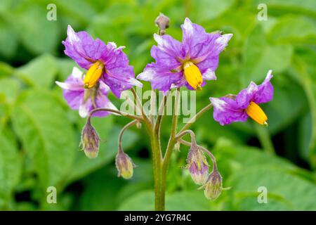 Eine isolierte Nahaufnahme der purpurnen Blüten der Kartoffelernte eines Bauernhofes (solanum tuberosum). Stockfoto