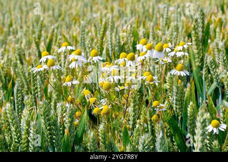 Duftloser Mayweed (Tripleurospermum inodorum), Nahaufnahme, die die großen Gänseblümchen-ähnlichen Blüten des Ackergrases zeigt, die durch ein Weizenfeld wachsen. Stockfoto