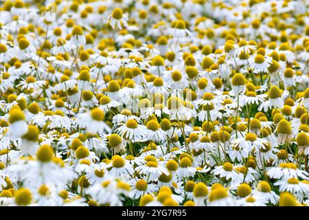 Scentless Mayweed (Tripleurospermum inodorum), Nahaufnahme, die eine Masse der großen weißen Blüten zeigt, die am Rand eines Feldes wachsen. Stockfoto