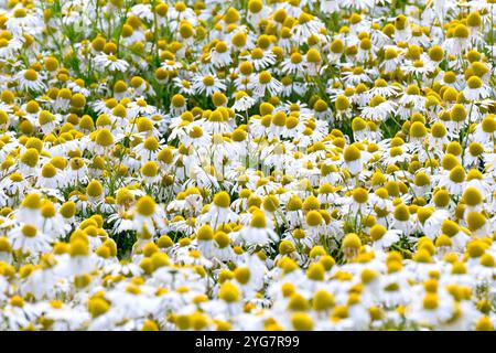 Scentless Mayweed (Tripleurospermum inodorum), Nahaufnahme, die eine Masse der großen weißen Blüten zeigt, die am Rand eines Feldes wachsen. Stockfoto