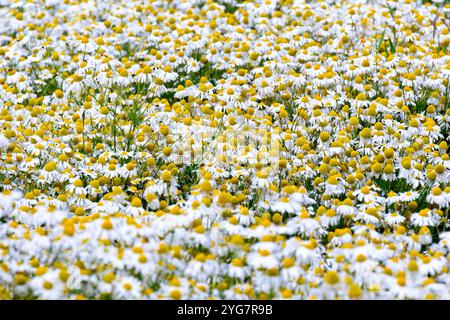 Scentless Mayweed (Tripleurospermum inodorum), Nahaufnahme, die eine Masse der großen weißen Blüten zeigt, die am Rand eines Feldes wachsen. Stockfoto