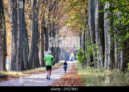 Herbst im Unteren Schlossgarten in Stuttgart. Spaziergänger, Radfahrer und Jogger in der hebstlichen Platanenallee. // 05.11.2024: Stuttgart, Baden-Wü Stockfoto