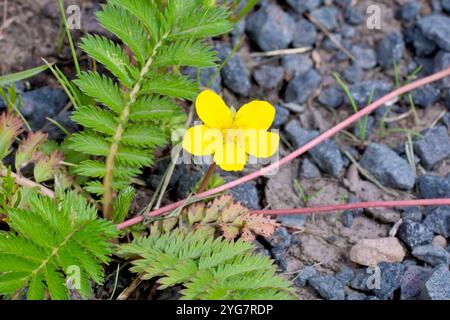 Silverweed (potentilla anserina), Nahaufnahme mit der gelben Blume, Blättern und Läufern der Pflanze, die für Grünland und Abwasser üblich sind. Stockfoto