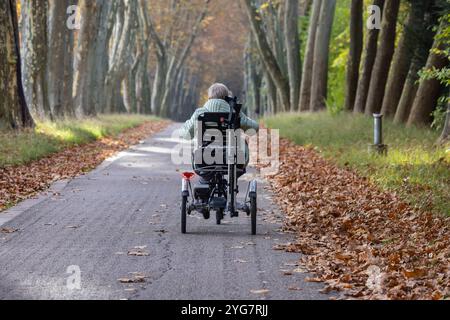 Herbst im Unteren Schlossgarten in Stuttgart. Spaziergänger, Radfahrer und Jogger in der hebstlichen Platanenallee. // 05.11.2024: Stuttgart, Baden-Wü Stockfoto