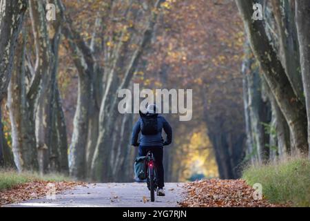 Herbst im Unteren Schlossgarten in Stuttgart. Spaziergänger, Radfahrer und Jogger in der hebstlichen Platanenallee. // 05.11.2024: Stuttgart, Baden-Wü Stockfoto