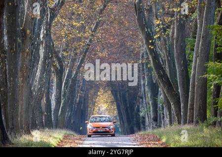 Herbst im Unteren Schlossgarten in Stuttgart. Spaziergänger, Radfahrer und Jogger in der hebstlichen Platanenallee. // 05.11.2024: Stuttgart, Baden-Wü Stockfoto