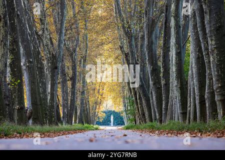 Herbst im Unteren Schlossgarten in Stuttgart. Spaziergänger, Radfahrer und Jogger in der hebstlichen Platanenallee. // 05.11.2024: Stuttgart, Baden-Wü Stockfoto