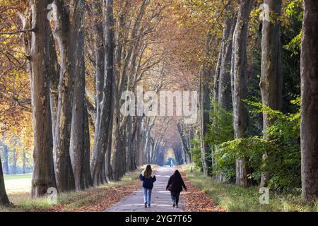 Herbst im Unteren Schlossgarten in Stuttgart. Spaziergänger, Radfahrer und Jogger in der hebstlichen Platanenallee. // 05.11.2024: Stuttgart, Baden-Wü Stockfoto