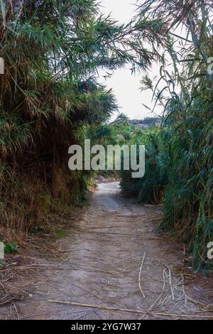 Ein ruhiger, unbefestigter Pfad, der sich durch einen üppigen und dichten Bambuswald schlängelt. Perfekt für Abenteuer, Entdeckungen und Natur. Das große Bambuskreat Stockfoto